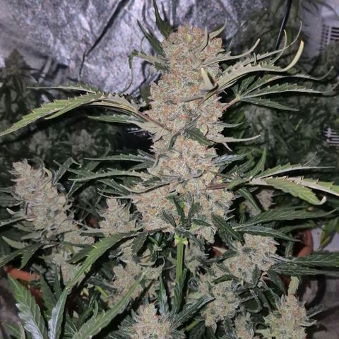 Sticky beast 👹👹👹( zamnesia) #3 growlog timeline photo