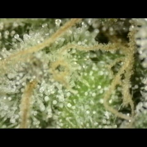 Milky way  🌌🌌🌌🌌 (hybrid) #3 growlog timeline photo