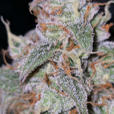 Milky way  🌌🌌🌌🌌 (hybrid) #2 links growlog timeline photo