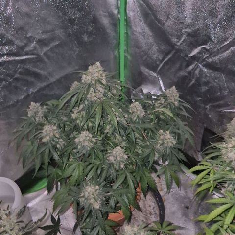 Milky way  🌌🌌🌌🌌 (hybrid) #3 growlog timeline photo
