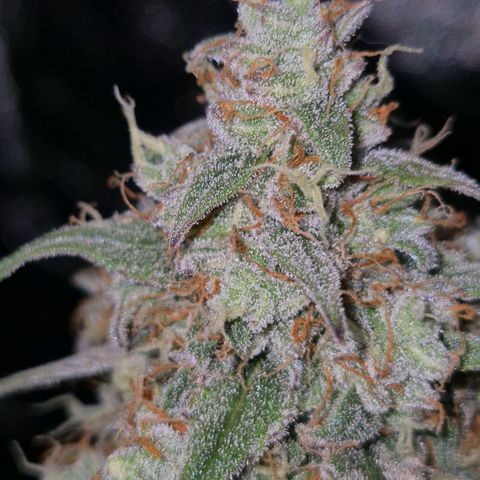 Milky way  🌌🌌🌌🌌 (hybrid) #2 links growlog timeline photo