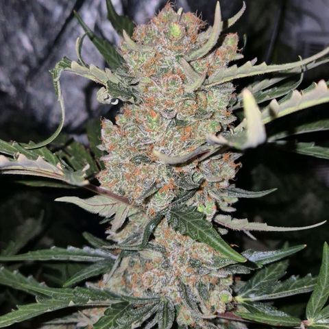 Sticky beast 👹👹👹( zamnesia) #3 growlog timeline photo