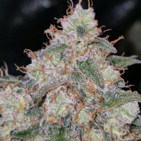 Milky way  🌌🌌🌌🌌 (hybrid) #2 links growlog timeline photo
