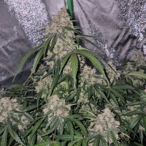 Milky way  🌌🌌🌌🌌 (hybrid) #3 growlog timeline photo