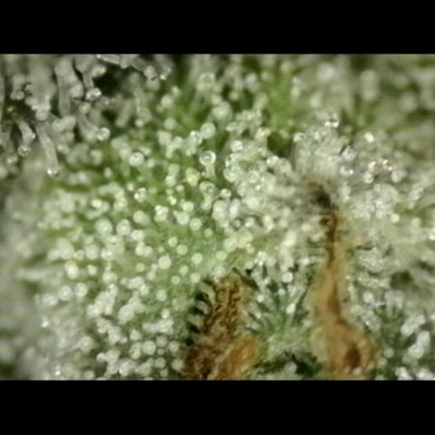Milky way  🌌🌌🌌🌌 (hybrid) #2 links growlog timeline photo