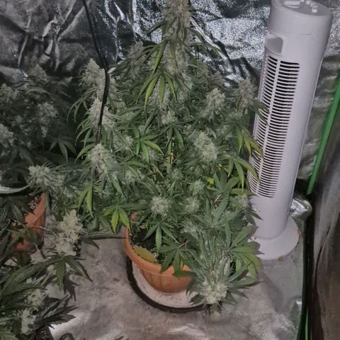 Milky way  🌌🌌🌌🌌 (hybrid) #3 growlog timeline photo