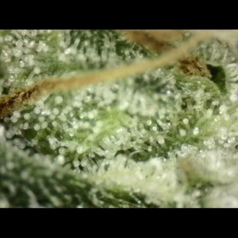 Milky way  🌌🌌🌌🌌 (hybrid) #3 growlog timeline photo