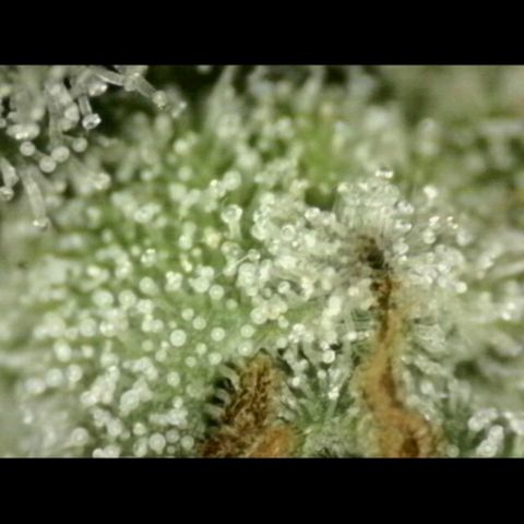 Milky way  🌌🌌🌌🌌 (hybrid) #3 growlog timeline photo