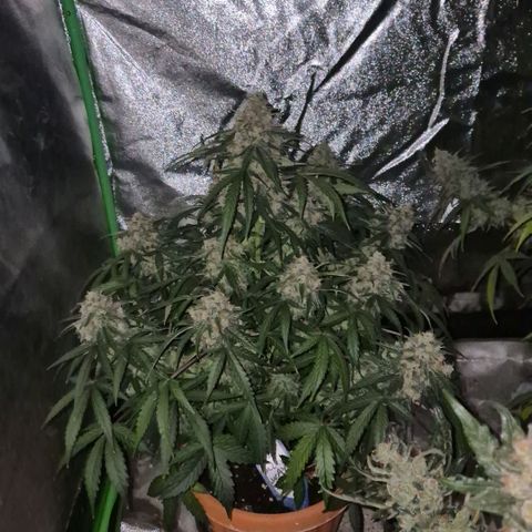 Milky way  🌌🌌🌌🌌 (hybrid) #3 growlog timeline photo