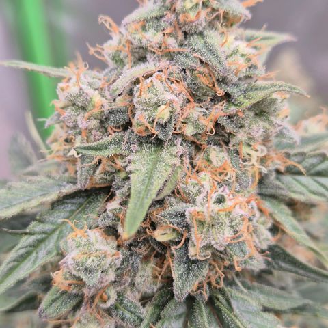 Milky way  🌌🌌🌌🌌 (hybrid) #2 links growlog timeline photo