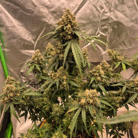 Milky way  🌌🌌🌌🌌 (hybrid) #2 links growlog timeline photo