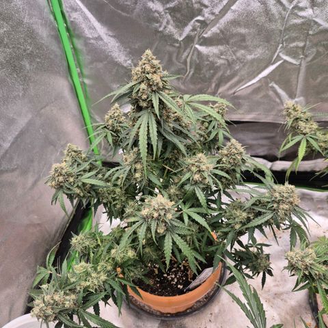 Milky way  🌌🌌🌌🌌 (hybrid) #2 links growlog timeline photo