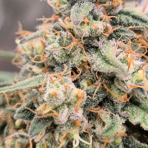 Milky way  🌌🌌🌌🌌 (hybrid) #2 links growlog timeline photo