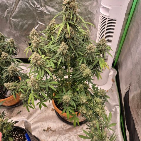Milky way  🌌🌌🌌🌌 (hybrid) #3 growlog timeline photo
