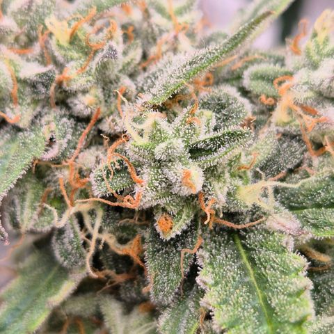 Milky way  🌌🌌🌌🌌 (hybrid) #3 growlog timeline photo