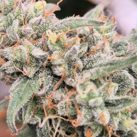 Milky way  🌌🌌🌌🌌 (hybrid) #3 growlog timeline photo