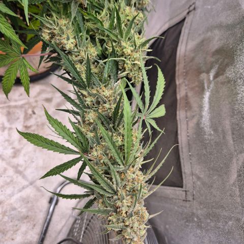 Milky way  🌌🌌🌌🌌 (hybrid) #3 growlog timeline photo