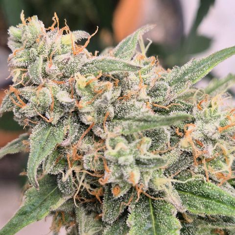Milky way  🌌🌌🌌🌌 (hybrid) #3 growlog timeline photo