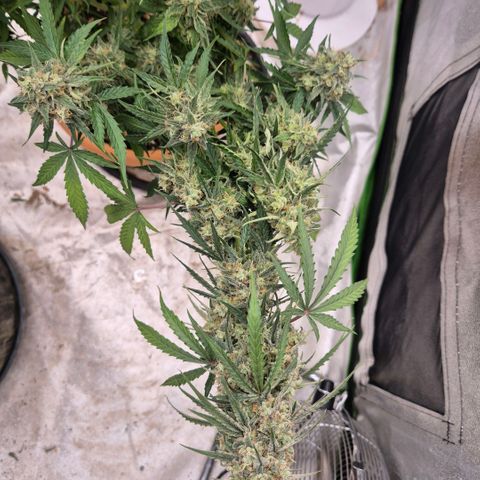 Milky way  🌌🌌🌌🌌 (hybrid) #3 growlog timeline photo