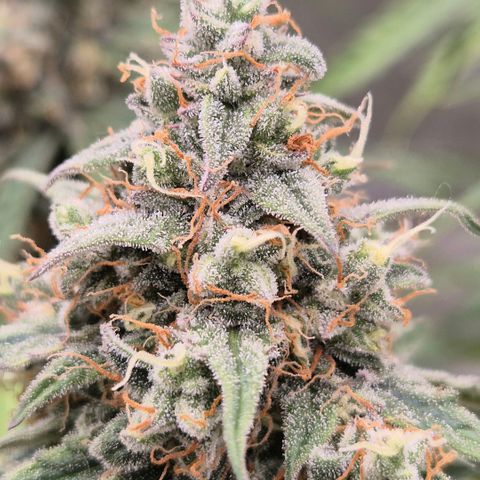 Milky way  🌌🌌🌌🌌 (hybrid) #3 growlog timeline photo