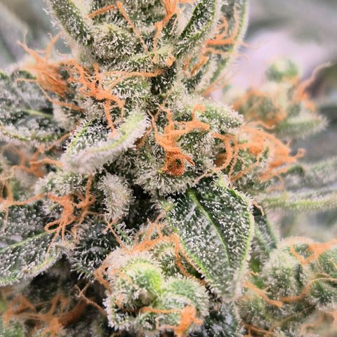 Sticky beast 👹👹👹( zamnesia) #3 growlog timeline photo