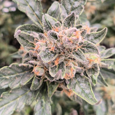Sticky beast 👹👹👹( zamnesia) #3 growlog timeline photo