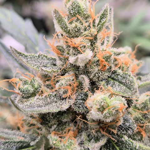 Sticky beast 👹👹👹( zamnesia) #3 growlog timeline photo