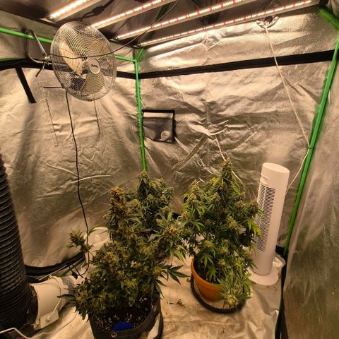 Sticky beast 👹👹👹( zamnesia) #3 growlog timeline photo