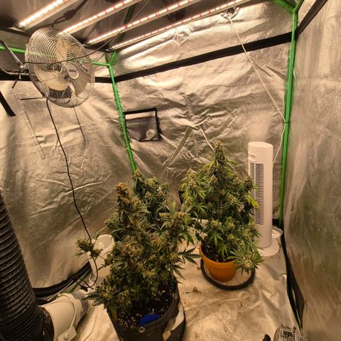 Milky way  🌌🌌🌌🌌 (hybrid) #3 growlog timeline photo