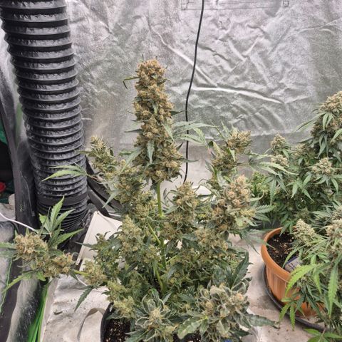 Sticky beast 👹👹👹( zamnesia) #3 growlog timeline photo