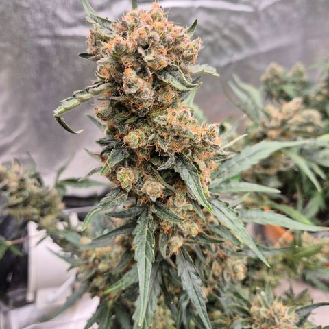 Sticky beast 👹👹👹( zamnesia) #3 growlog timeline photo