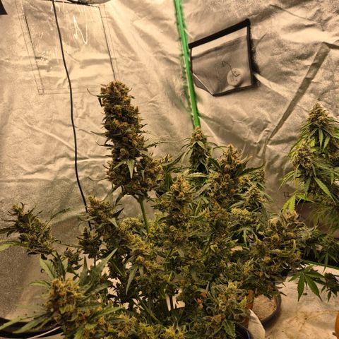 Sticky beast 👹👹👹( zamnesia) #3 growlog timeline photo