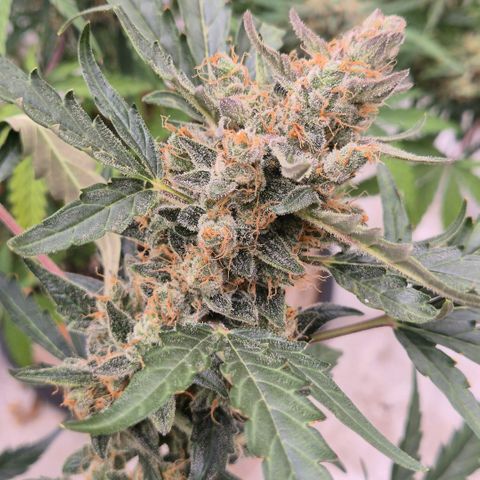 Sticky beast 👹👹👹( zamnesia) #3 growlog timeline photo
