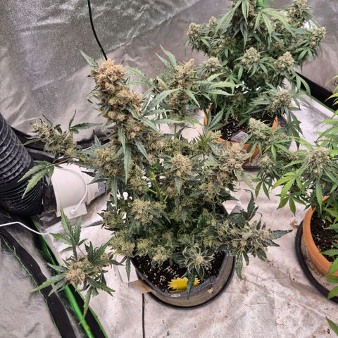 Sticky beast 👹👹👹( zamnesia) #3 growlog timeline photo