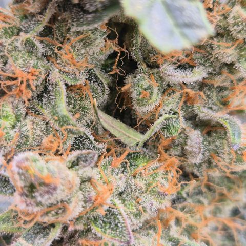 Sticky beast 👹👹👹( zamnesia) #3 growlog timeline photo