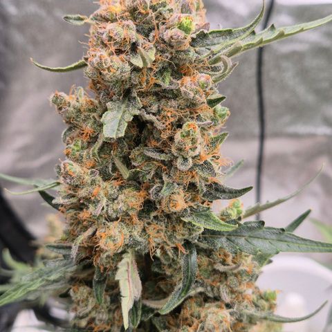 Sticky beast 👹👹👹( zamnesia) #3 growlog timeline photo
