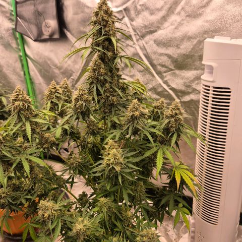 Milky way  🌌🌌🌌🌌 (hybrid) #3 growlog timeline photo