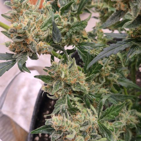 Sticky beast 👹👹👹( zamnesia) #3 growlog timeline photo