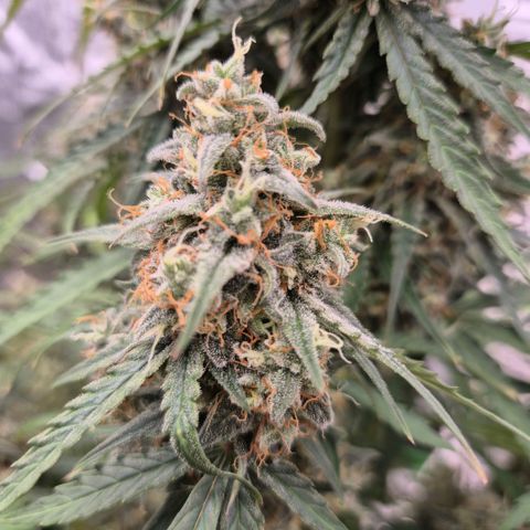 Milky way  🌌🌌🌌🌌 (hybrid) #3 growlog timeline photo
