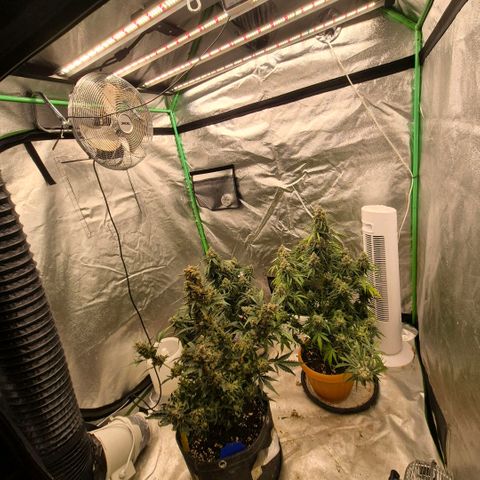 Milky way  🌌🌌🌌🌌 (hybrid) #2 links growlog timeline photo