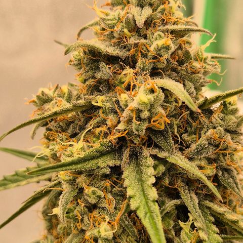 Milky way  🌌🌌🌌🌌 (hybrid) #3 growlog timeline photo