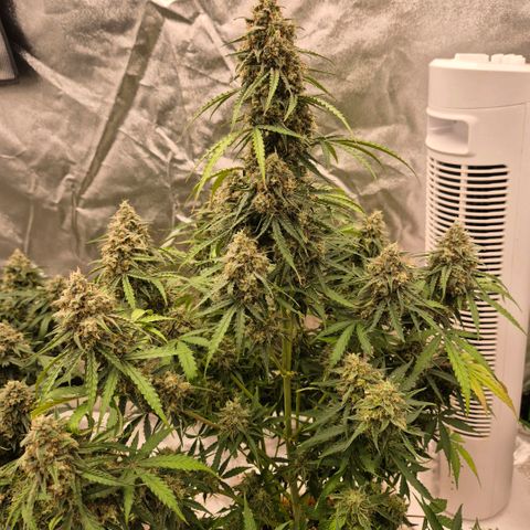 Milky way  🌌🌌🌌🌌 (hybrid) #3 growlog timeline photo
