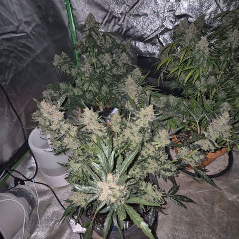 Sticky beast 👹👹👹( zamnesia) #3 growlog timeline photo