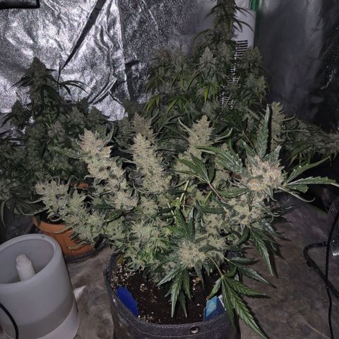 Sticky beast 👹👹👹( zamnesia) #3 growlog timeline photo