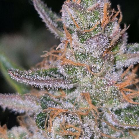 Sticky beast 👹👹👹( zamnesia) #3 growlog timeline photo