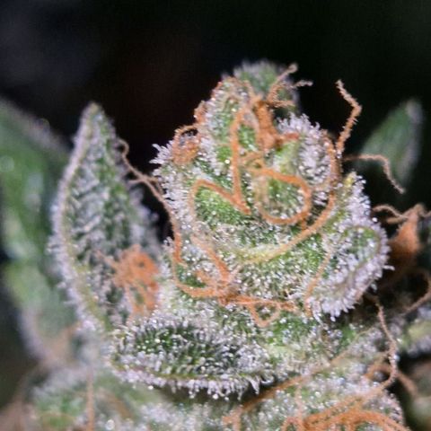 Sticky beast 👹👹👹( zamnesia) #3 growlog timeline photo