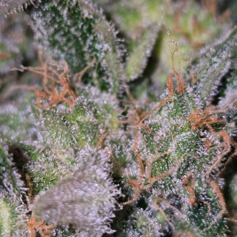 Sticky beast 👹👹👹( zamnesia) #3 growlog timeline photo