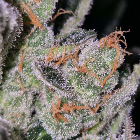 Sticky beast 👹👹👹( zamnesia) #3 growlog timeline photo