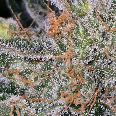 Sticky beast 👹👹👹( zamnesia) #3 growlog timeline photo