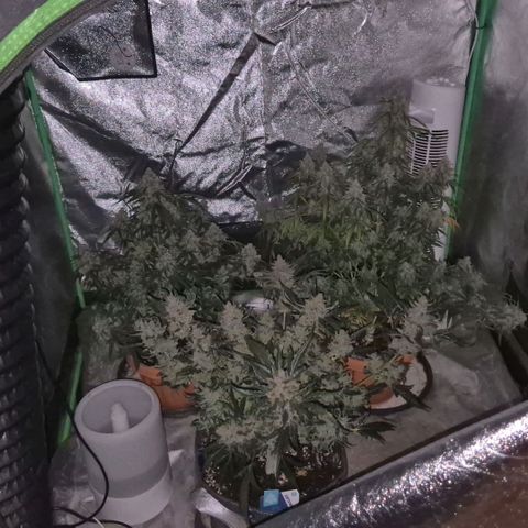 Milky way  🌌🌌🌌🌌 (hybrid) #2 links growlog timeline photo